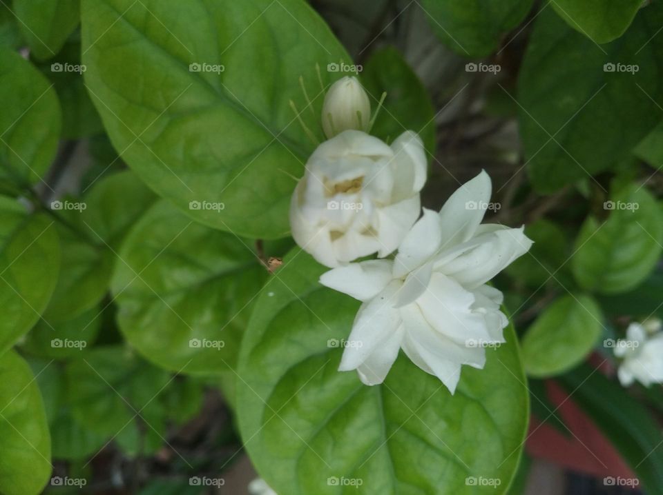 white flower seasonal fresh looks very beautiful generally found everywhere green leaves shurb