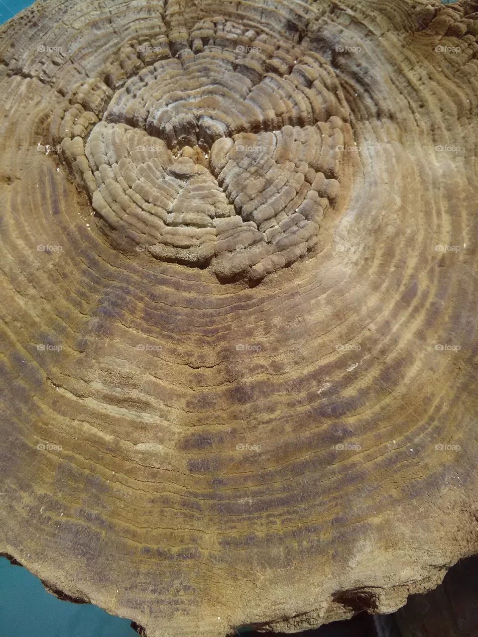 Texture of a wooden post