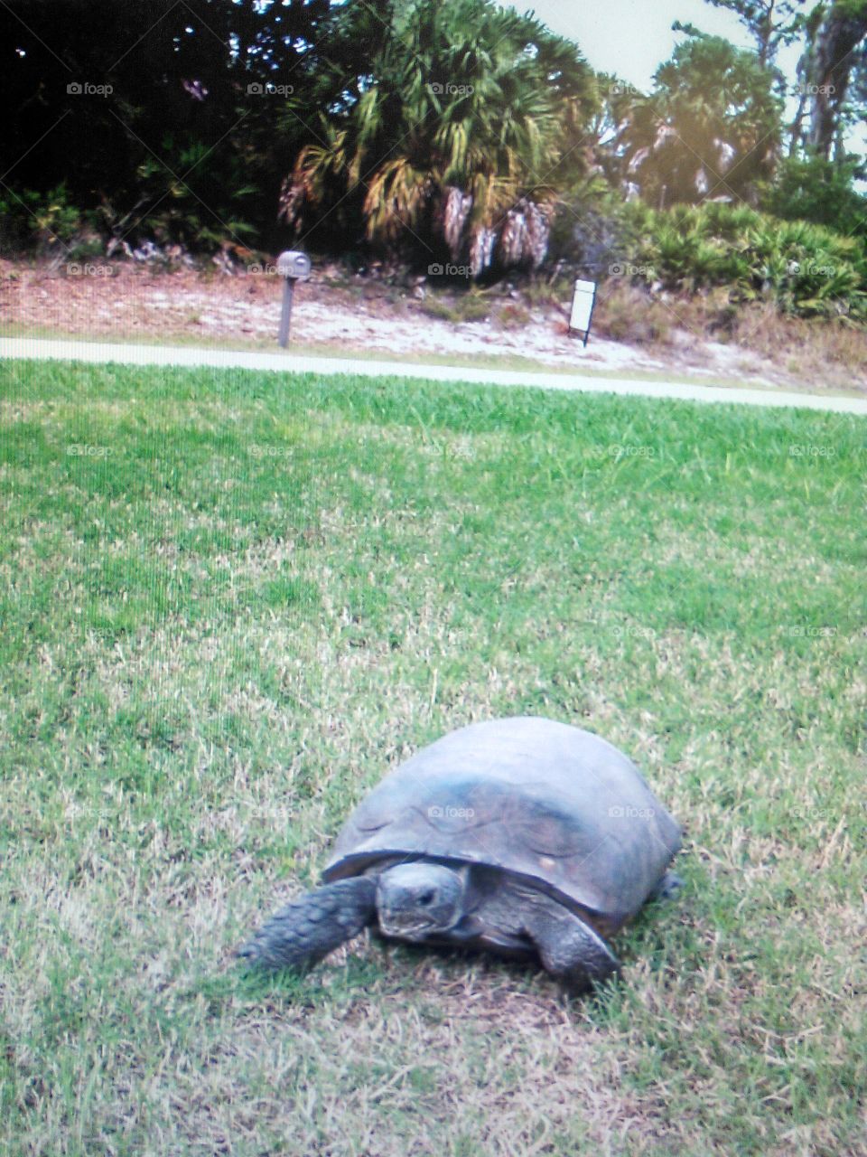 Turtle in the yard.