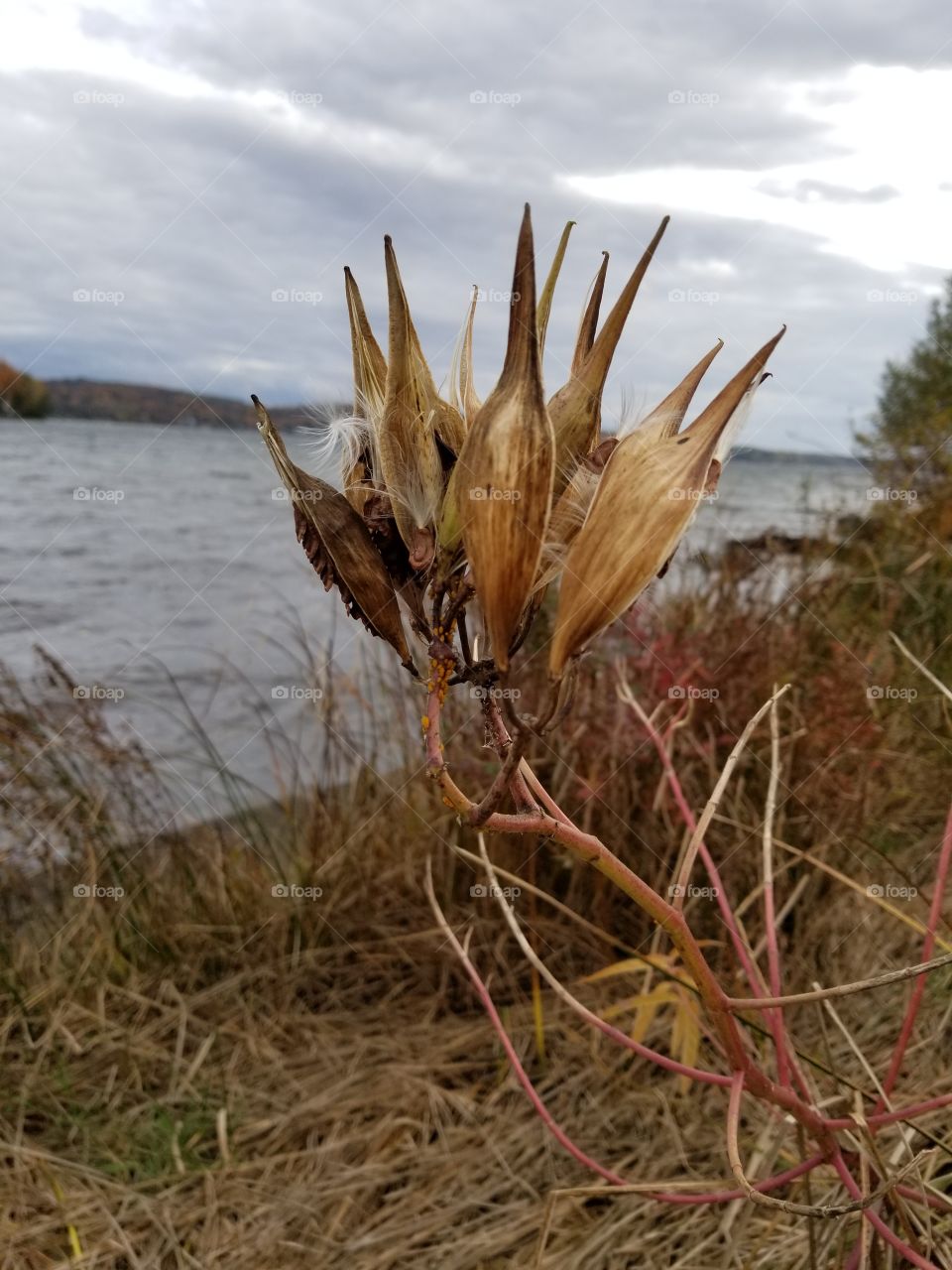 Nature, No Person, Outdoors, Flora, Dry