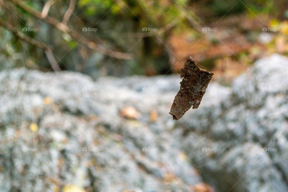 Piece of wood hanged by a web