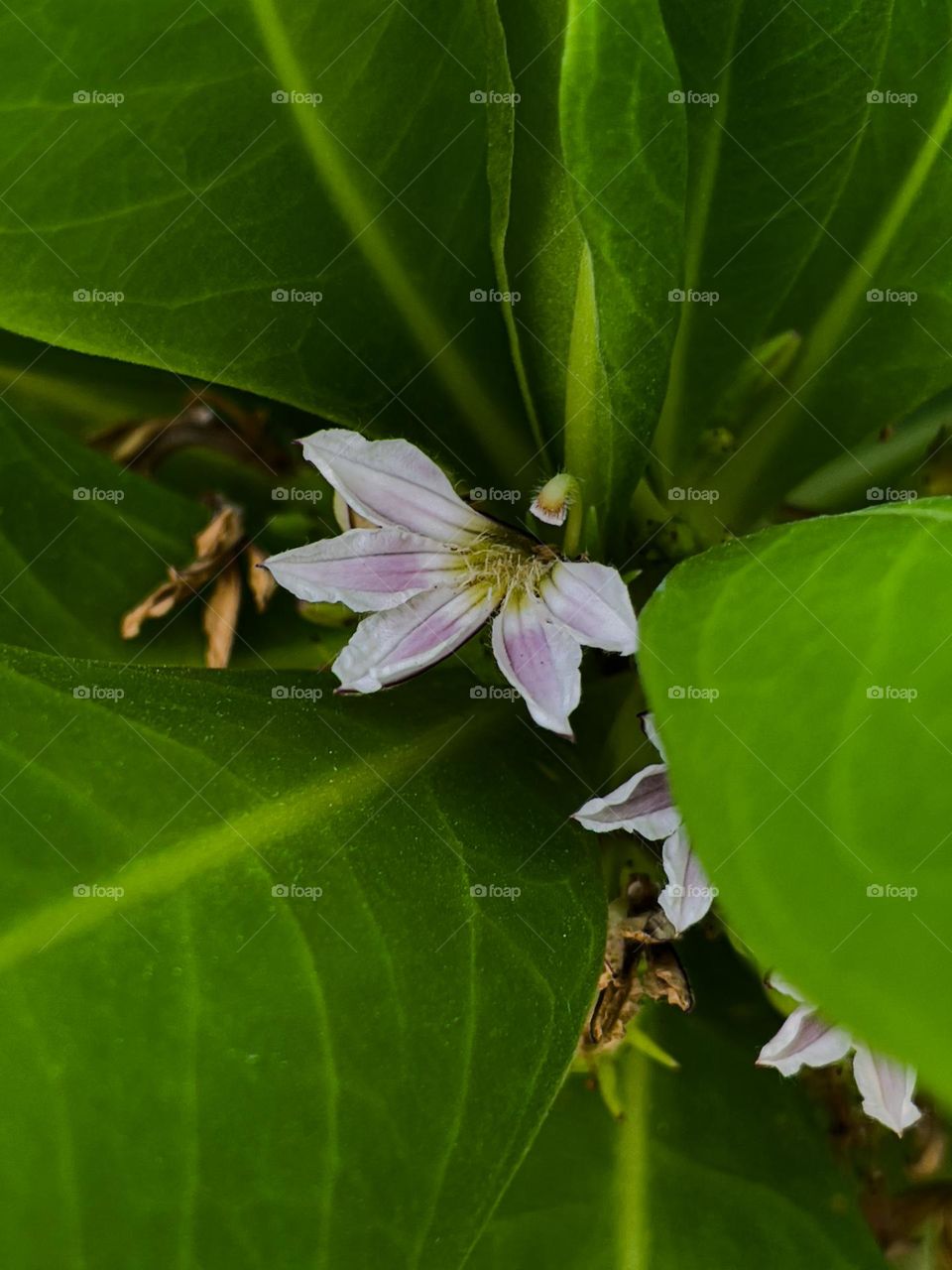 TINY FLOWERS