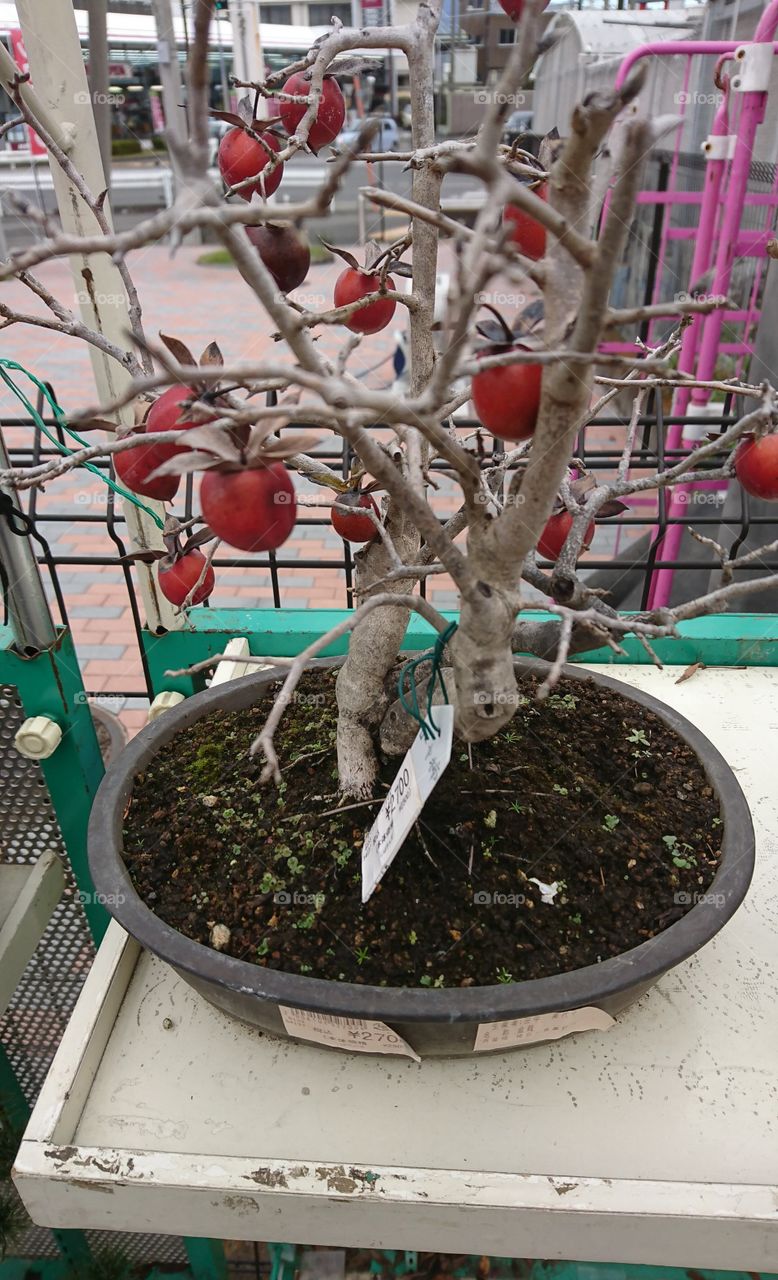 Mini caqui tree