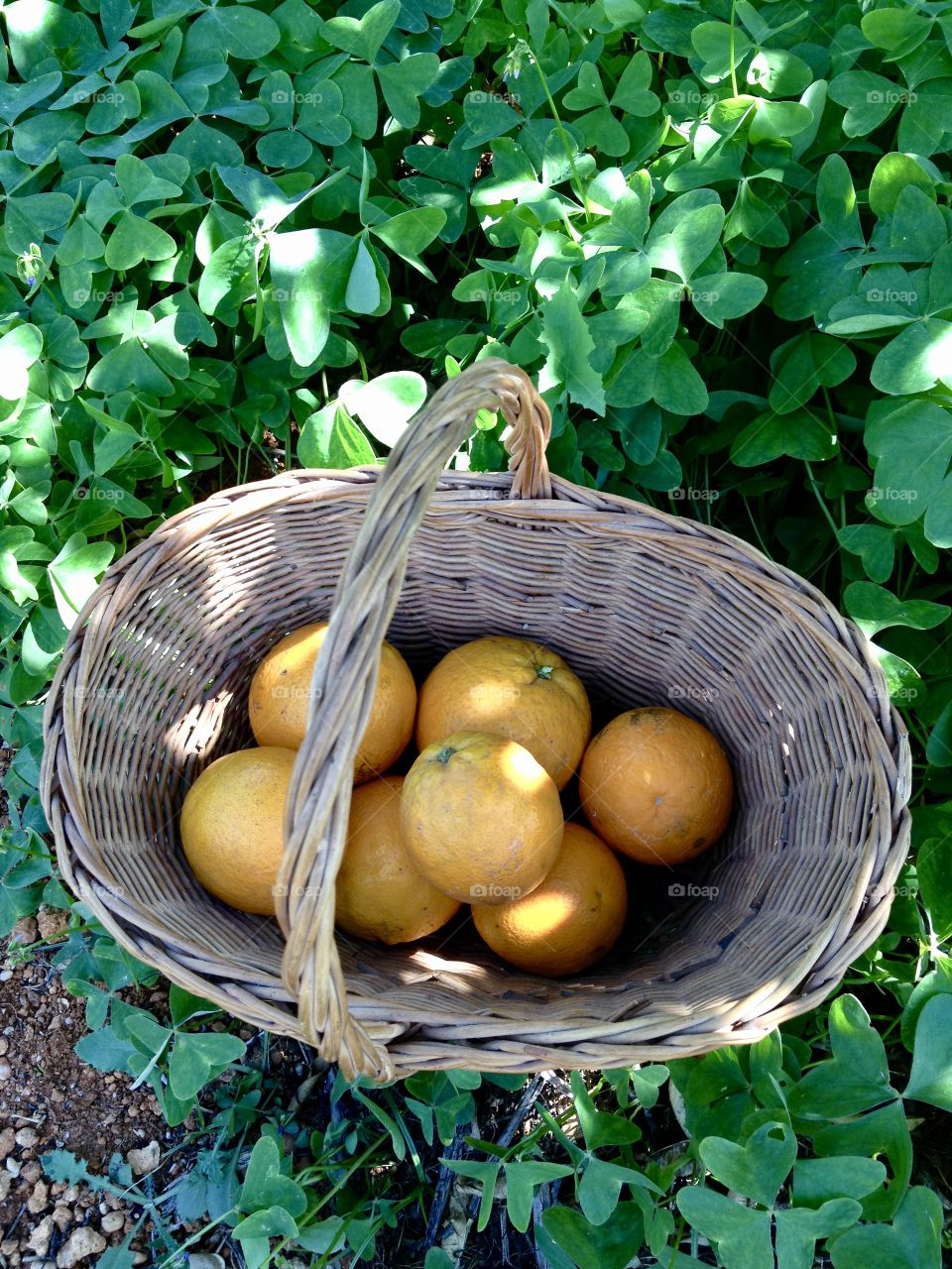 Freshly picked oranges 