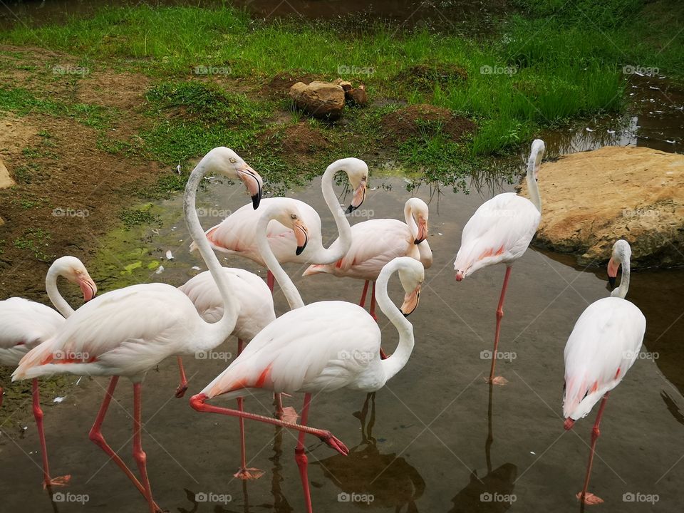 A flock of Flamingos standing in a swamp