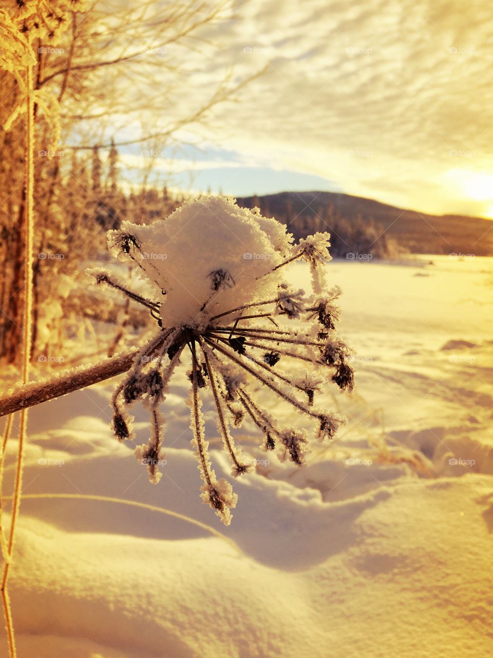 View of snowy landscape during winter