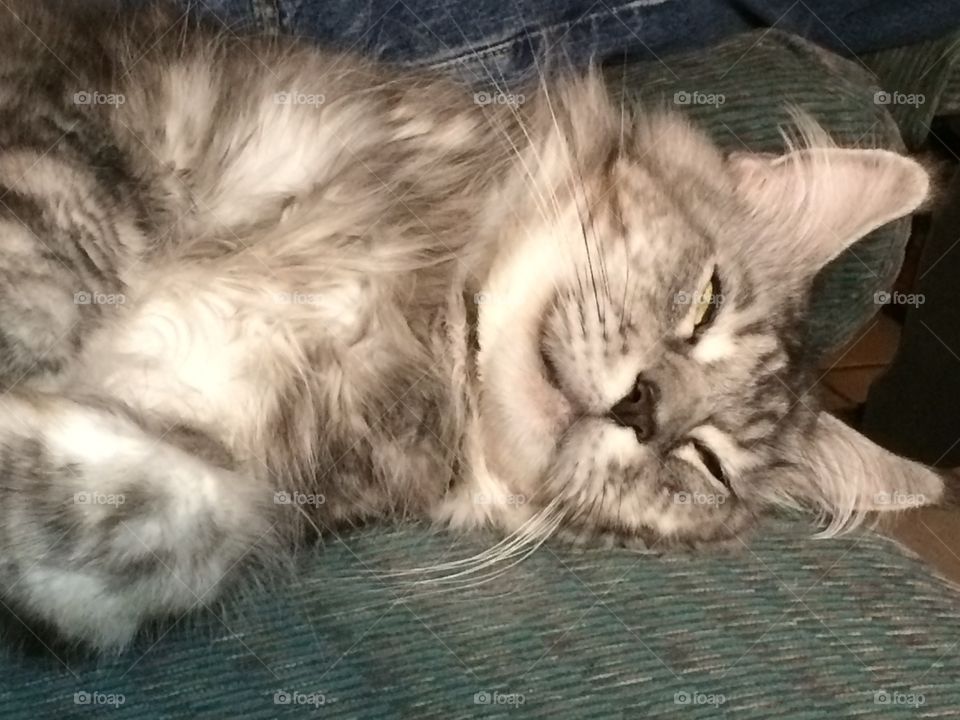 Frisco, sleepy kitty.