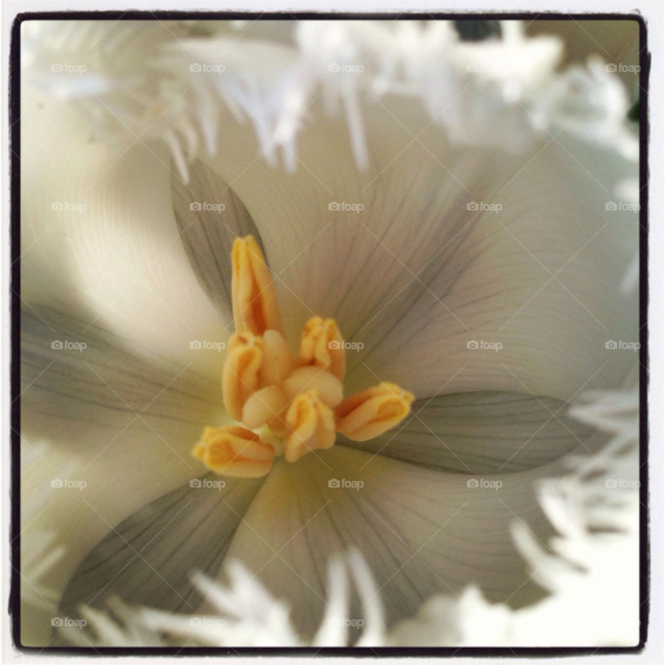 Close up if white tulip