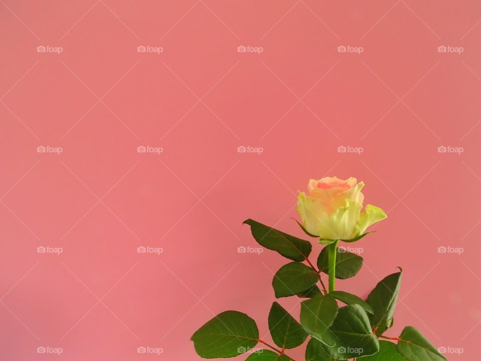 Pink rose