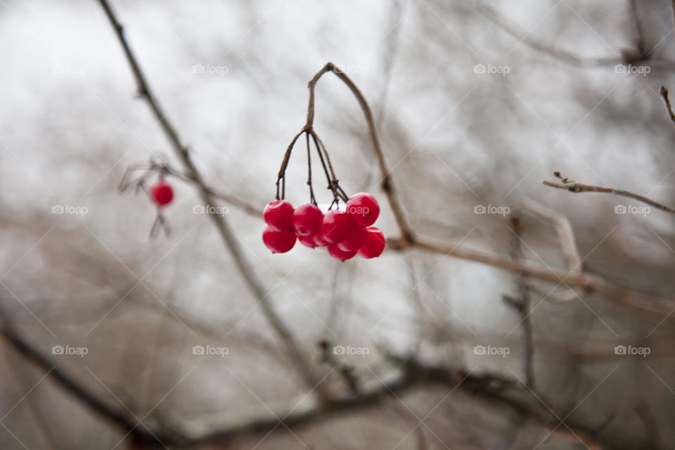 Winter, No Person, Branch, Tree, Nature