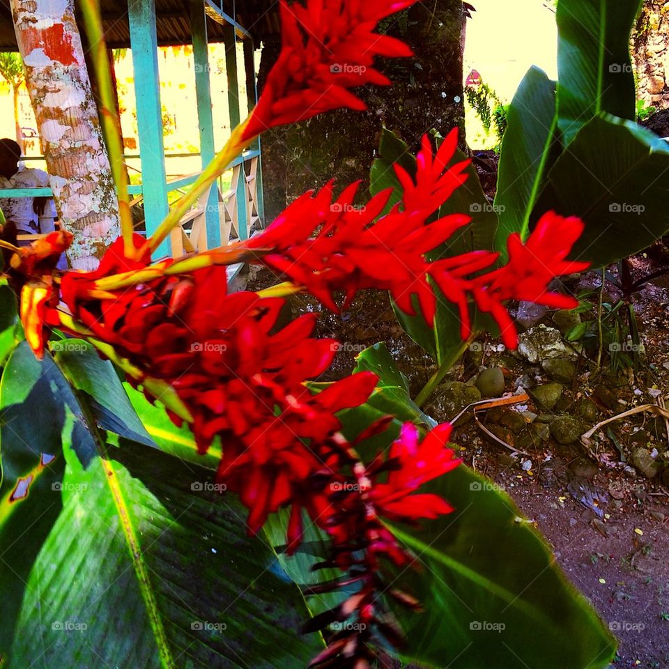 Jamaica flower 