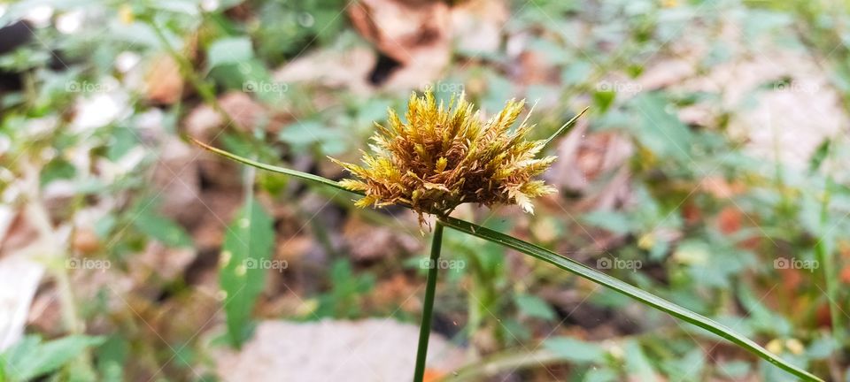 Cyperus grass is looking nice like a flower though it is a weed.