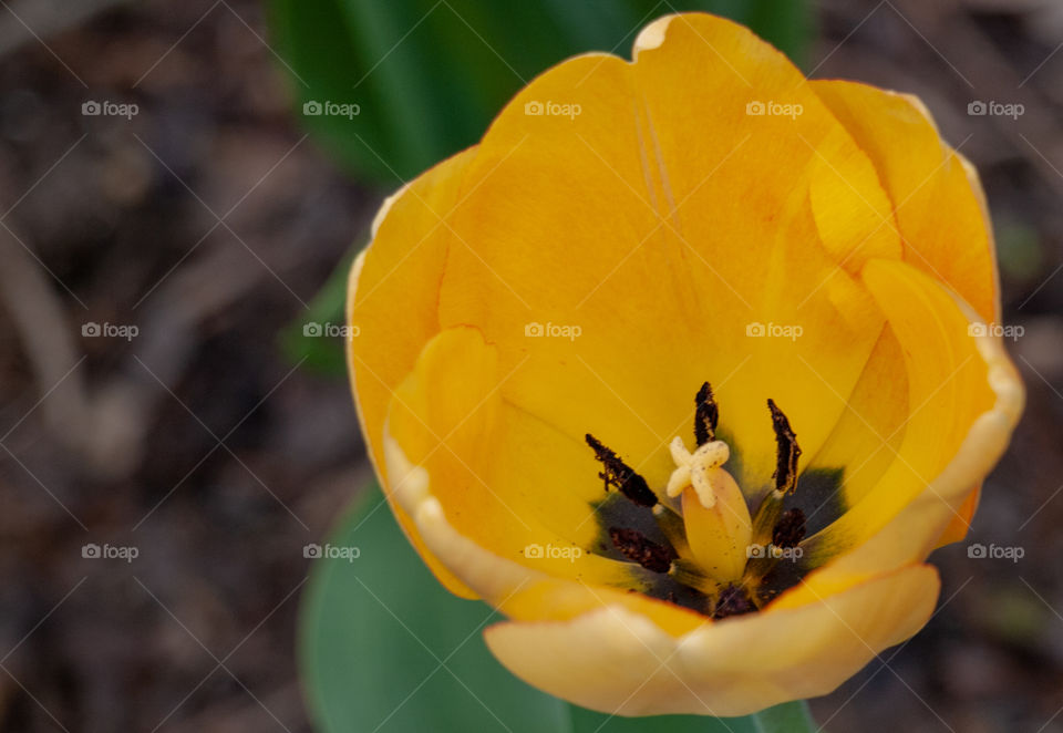 Yellow tulip blooming 