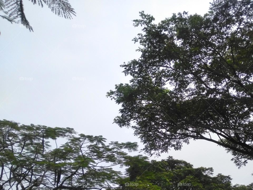 Leaf and tree in the morning