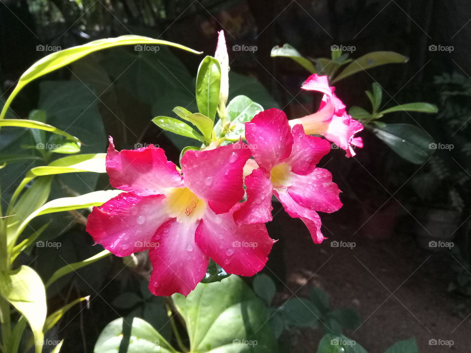 colourfull with flowers