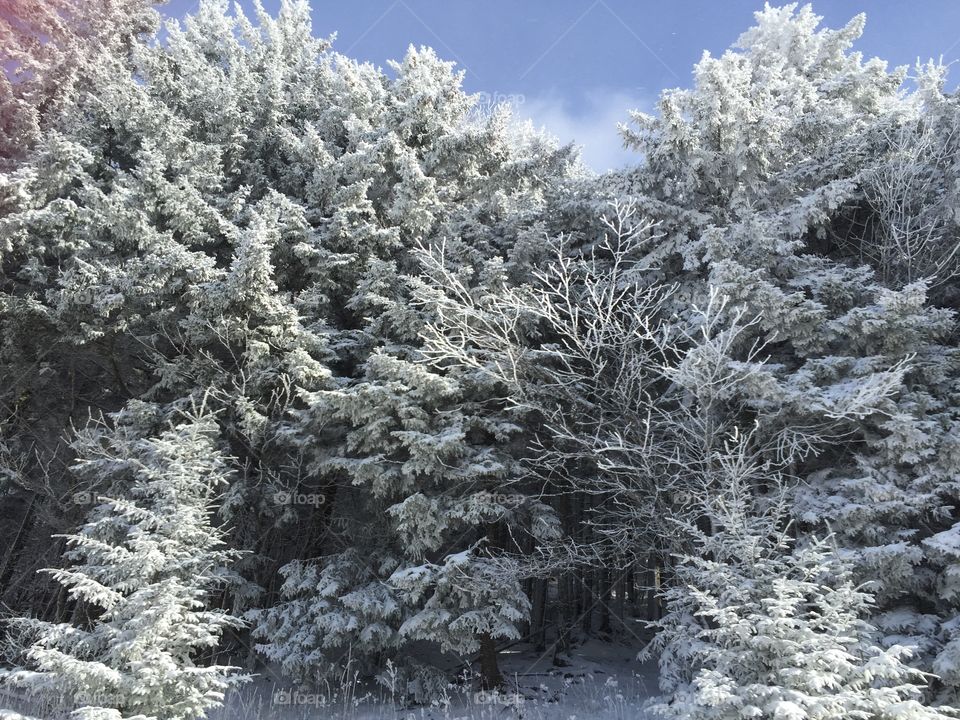 Trees covered by the snow in the forest