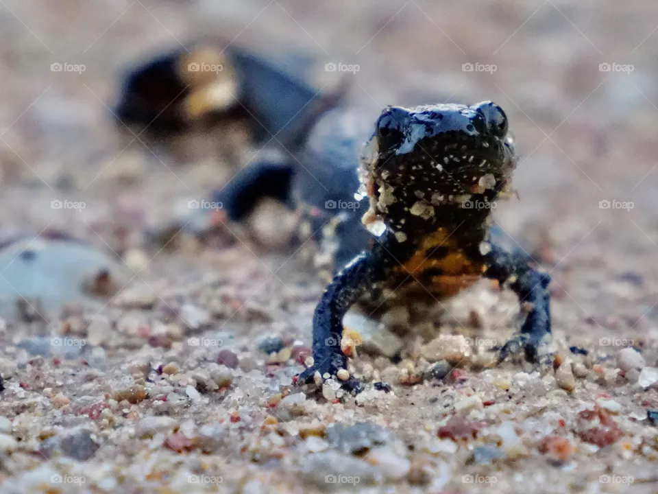 Lizard