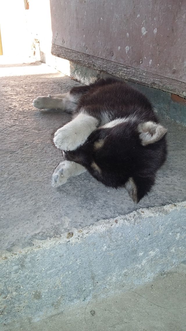 Puppies my dog become mom