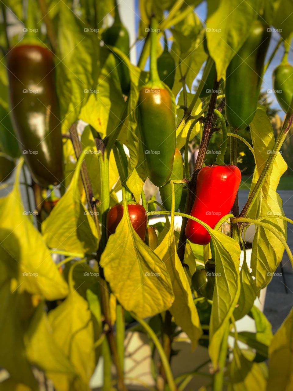 My first chillies