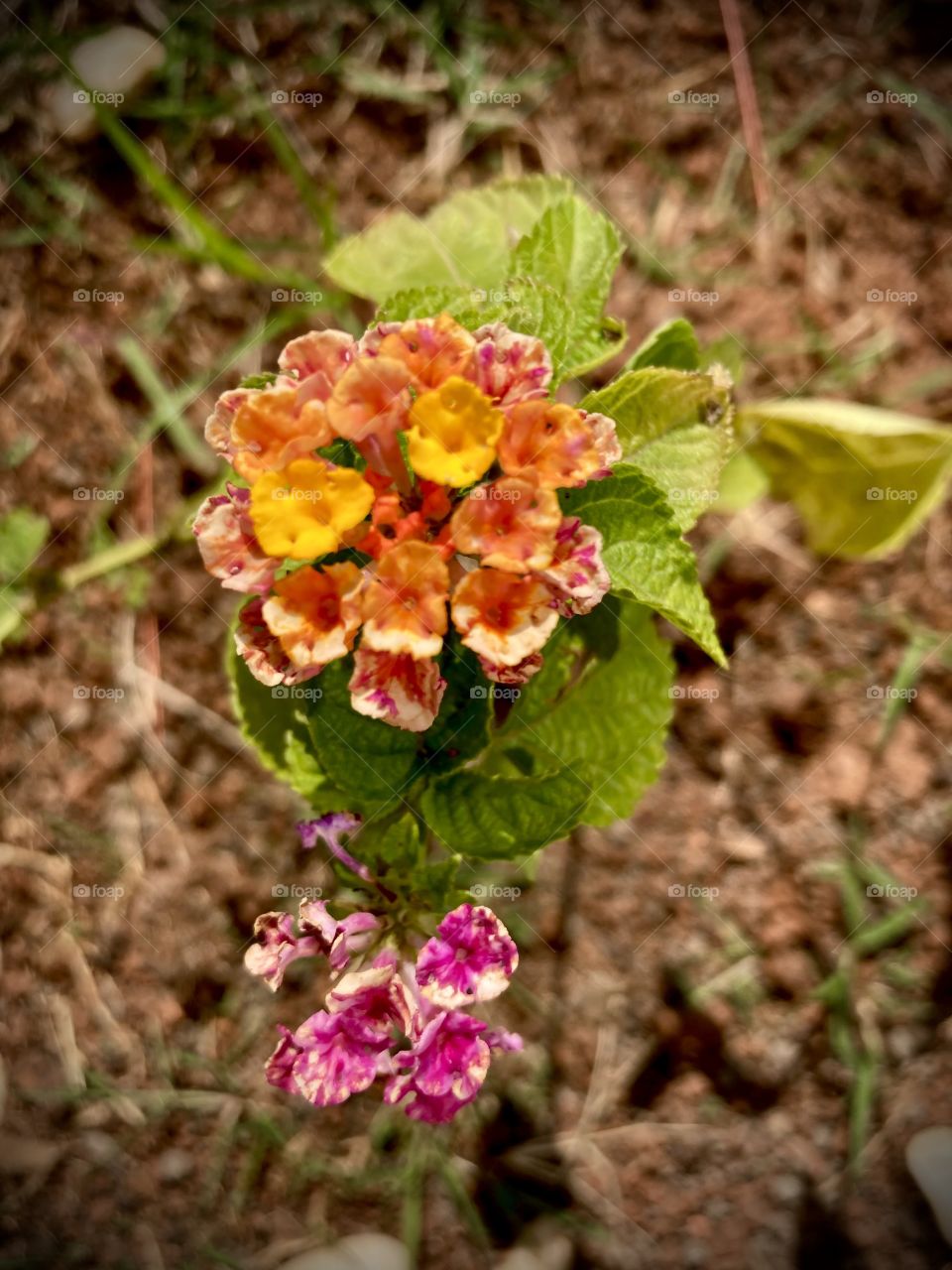 🌹 🇺🇸 Very beautiful flowers to brighten our day.  Live nature and its beauty. Did you like the delicate petals? / 🇧🇷 Flores muito bonitas para alegrar nosso dia. Viva a natureza e sua beleza. Gostaram das pétalas delicadas? 