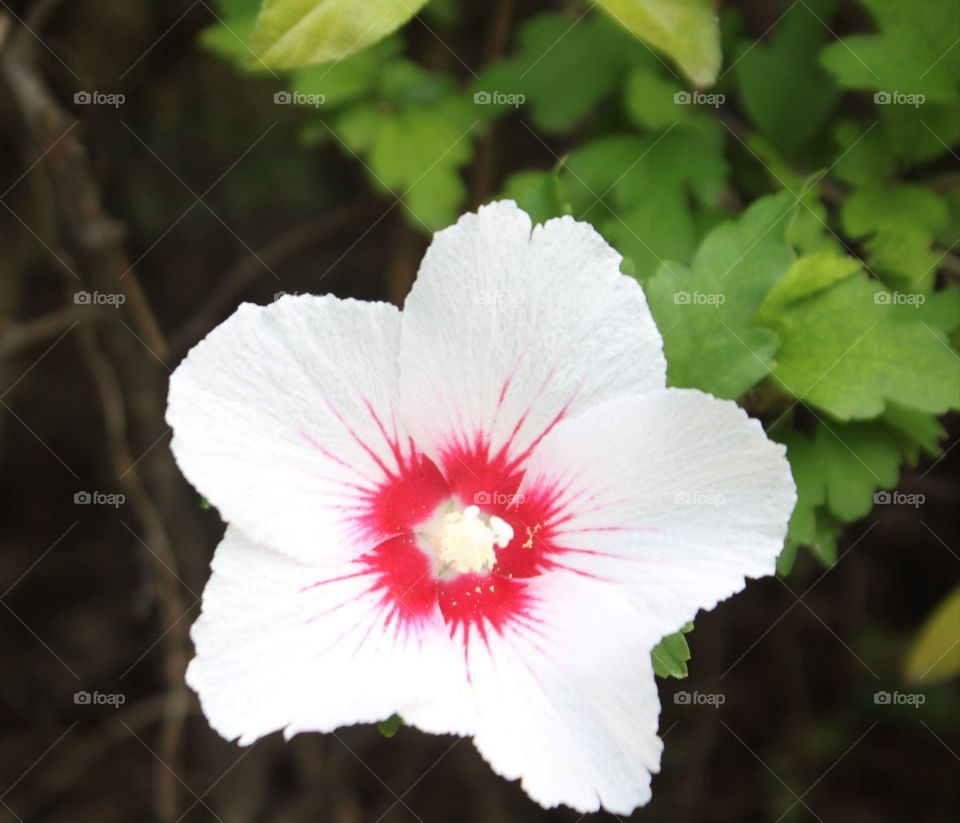 White flower with beautiful pink inside