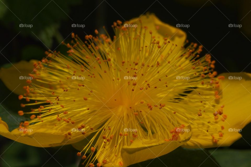 Yellow flower in bloom