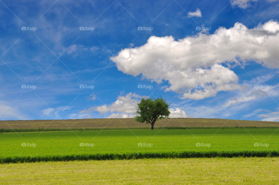 View of grassy landscape