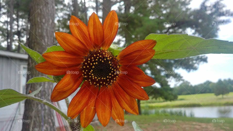 a petal off a full sunflower
