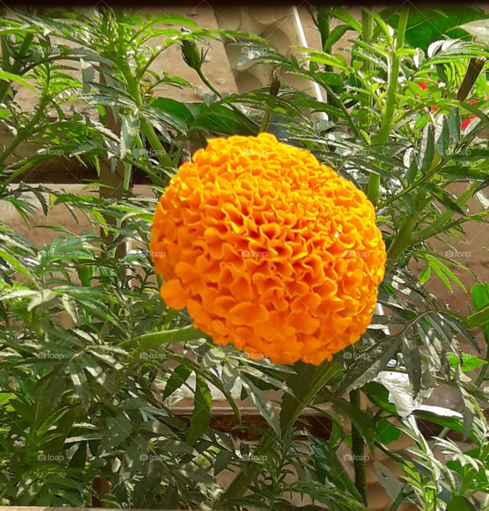 beautiful marigold flowers