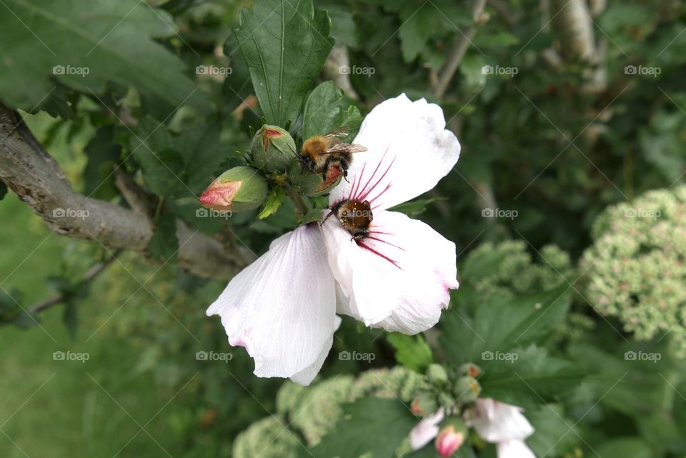 hibiscus with bumblebees 