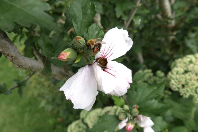 hibiscus with bumblebees 
