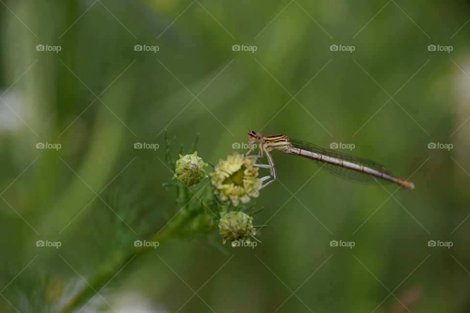 Platycnemis pennipes