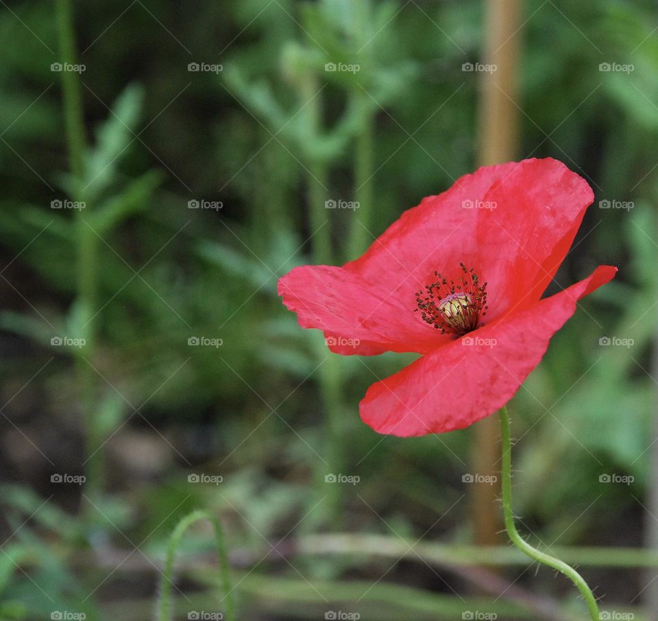 Red Poppy 