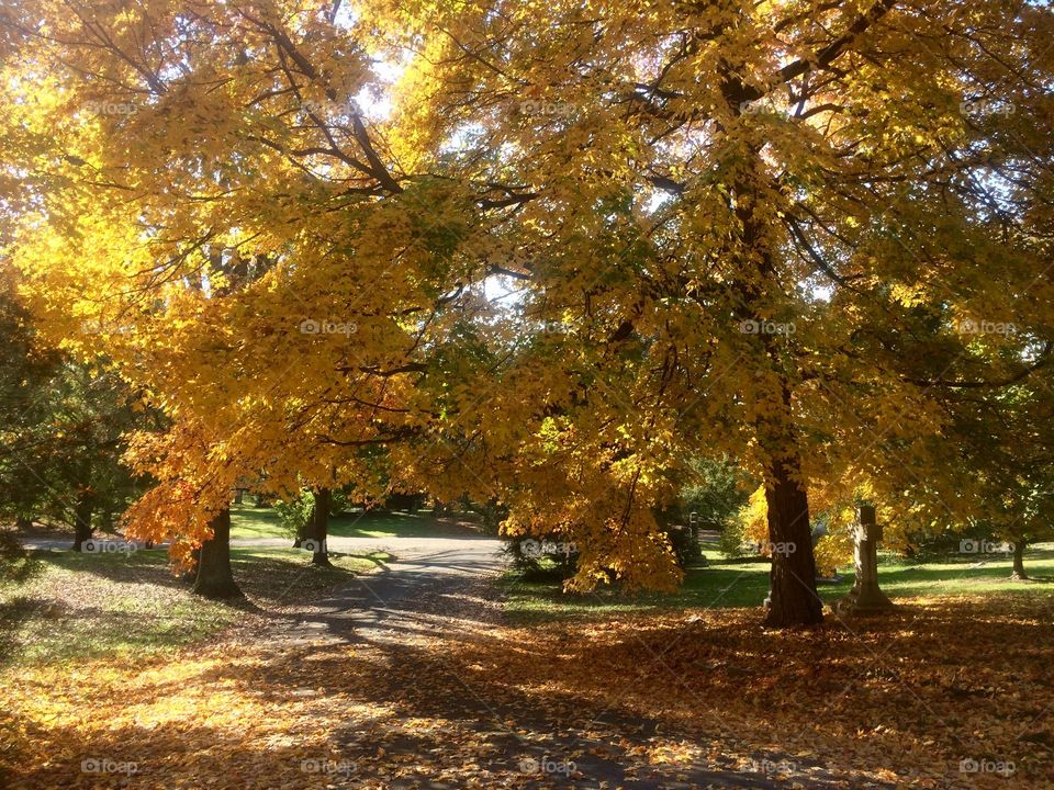 Fall in Ohio 
