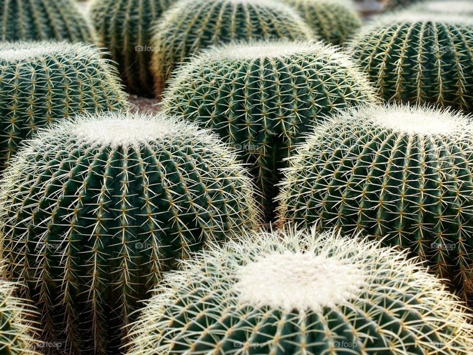 Round cactus: Echinocactus grusonii
