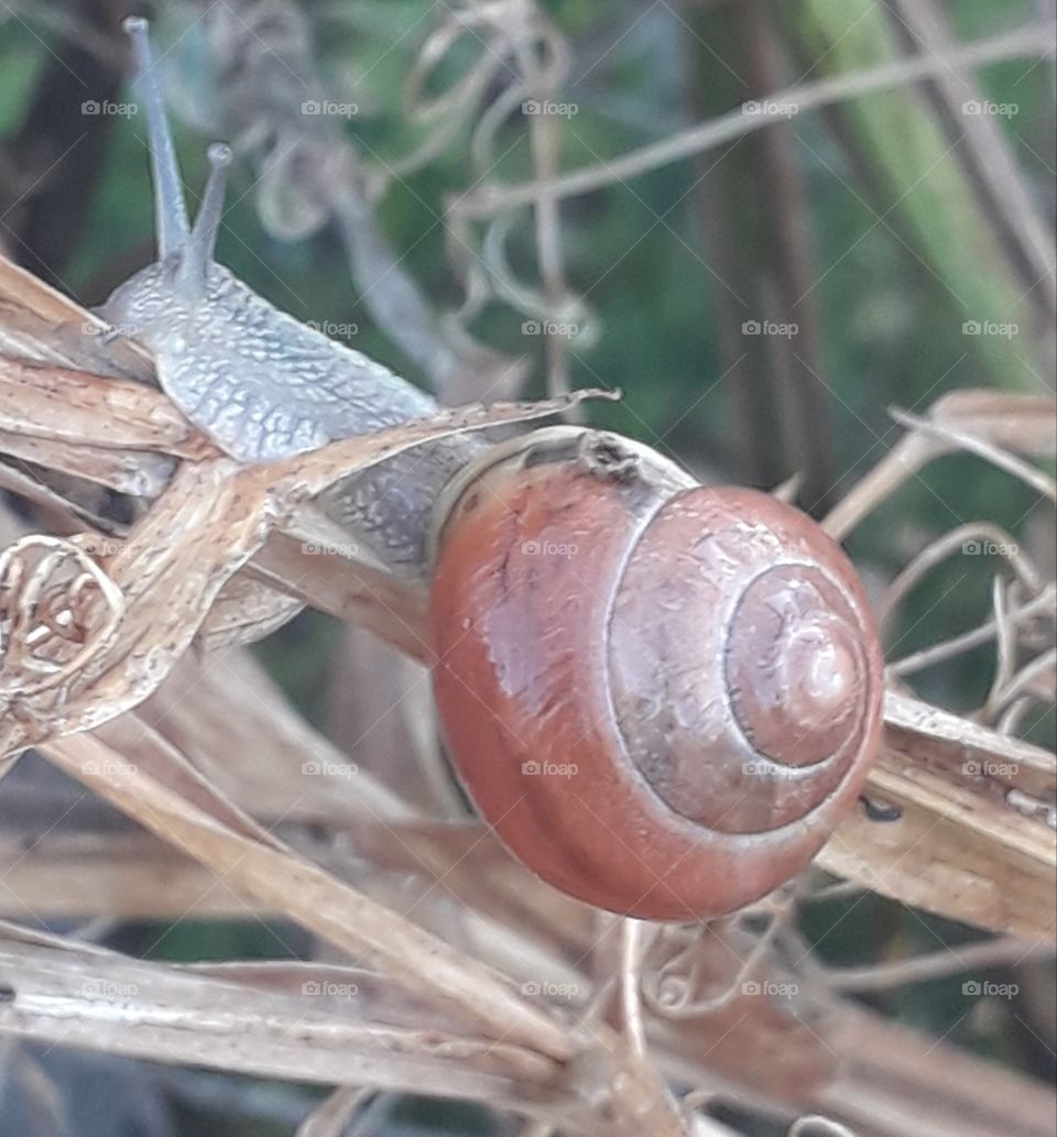 small shell snail on a dry twig of sweet peas