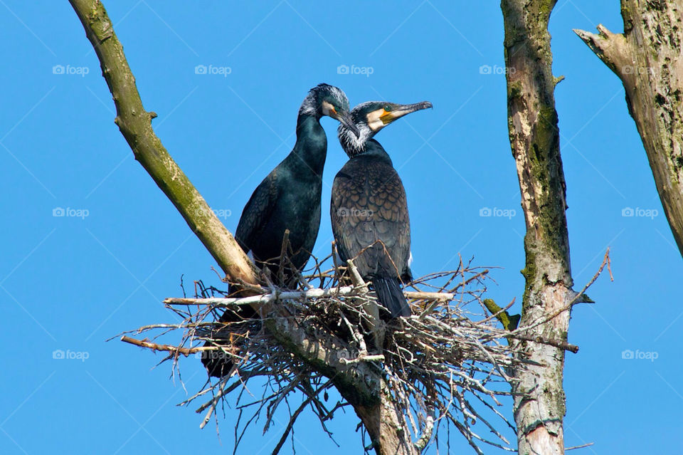 Cormorant couple building a nest