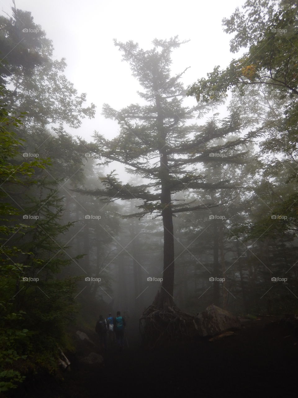 A tree on Mt. Fuji in a fog
