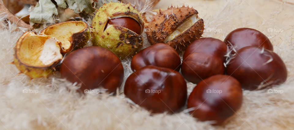 chestnut. autumn time