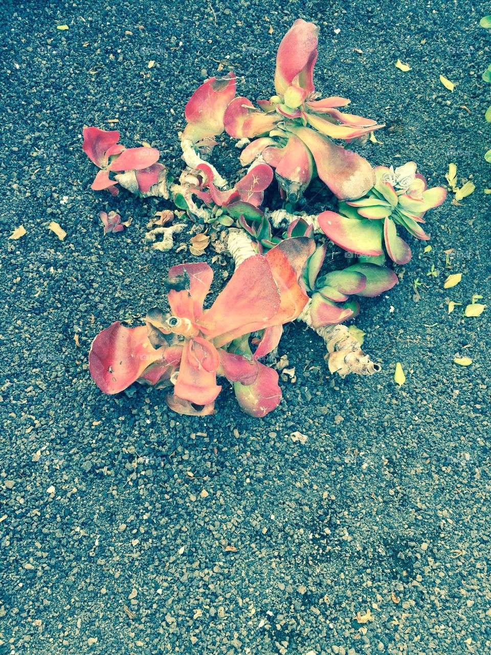 Flowers from Costa Tegise Lanzarote Canary island 