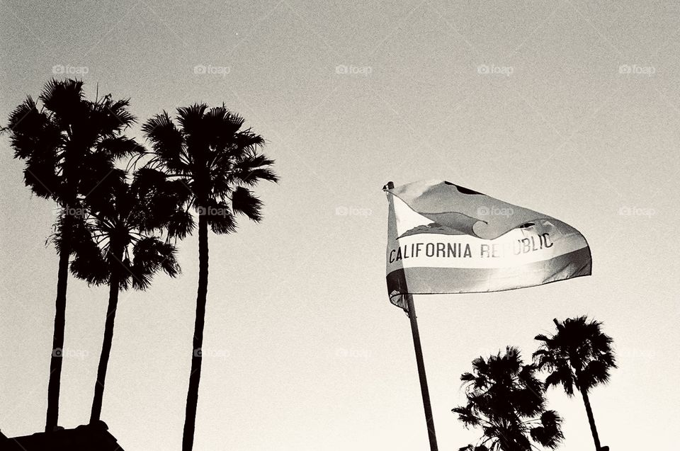 California state flag and palm trees captured on 35mm black & white film. 