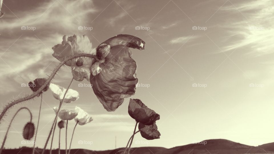 Flowers .. Nostalgic flowers at backyard.