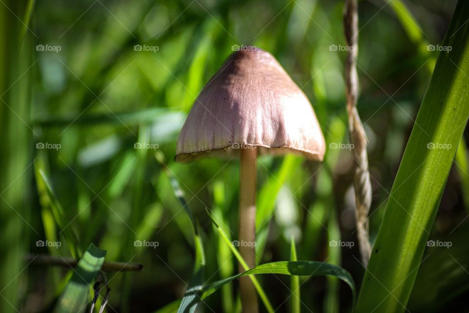 Brown mushroom growing in the green grass