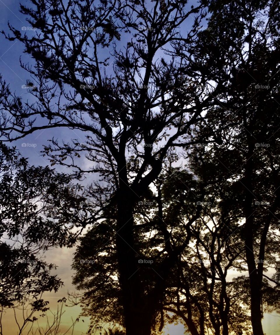 🌅 Desperte, #Jundiaí.
Que a #QuintaFeira possa valer a pena!
🍃🙌🏻 
#sol #sun #sky #céu #photo #nature #morning #alvorada #natureza #horizonte #fotografia #pictureoftheday #paisagem #inspiração #amanhecer #mobgraphy #mobgrafia