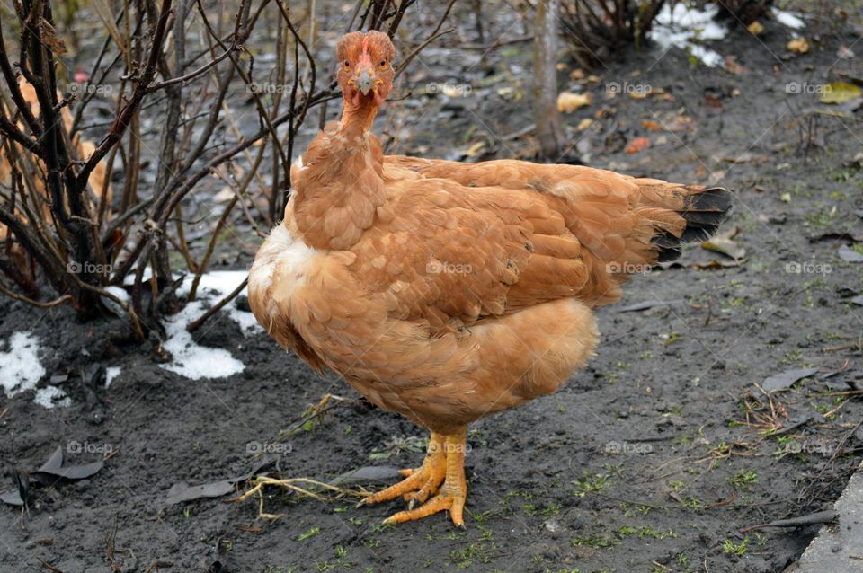 chickens in the village in autumn