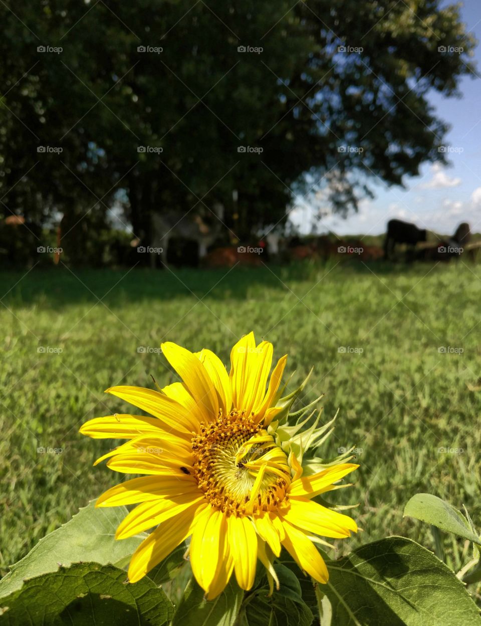 sunflower with cattle