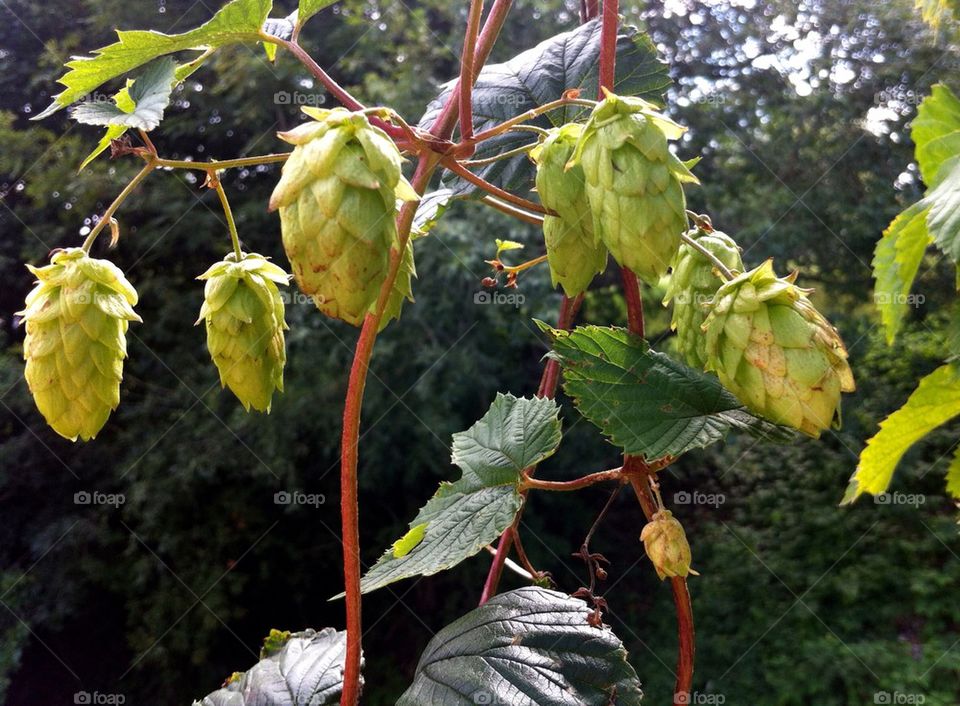 Climbing common hop in summer.