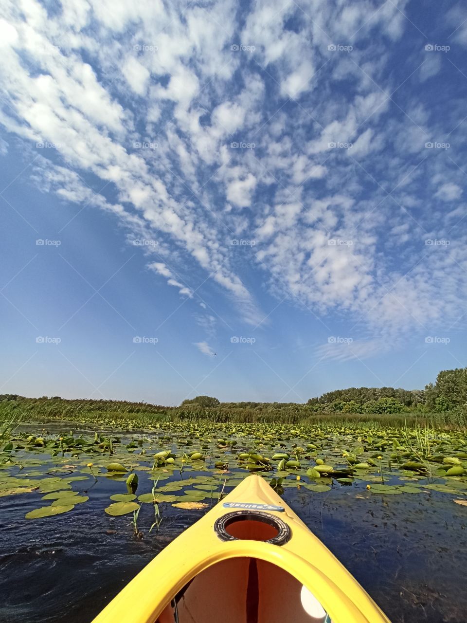 Kayaking trip in the lily field on the river