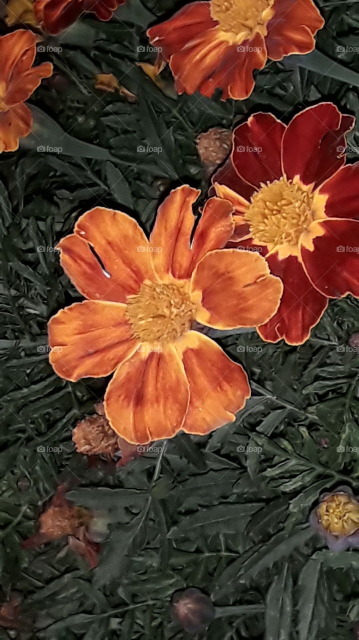orange flower in the night