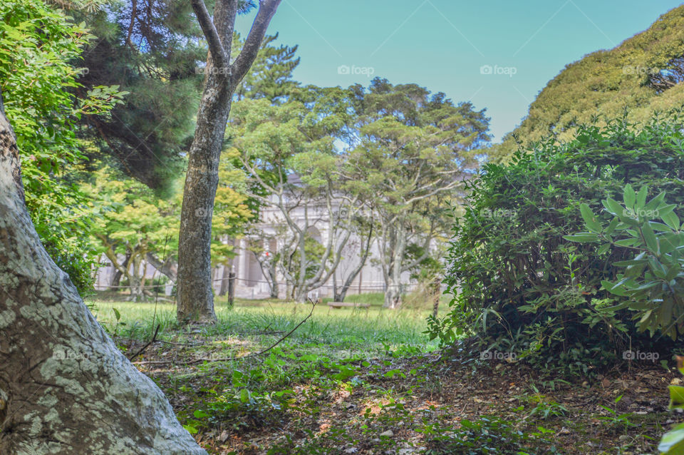 Mysterious Building Behind Trees
